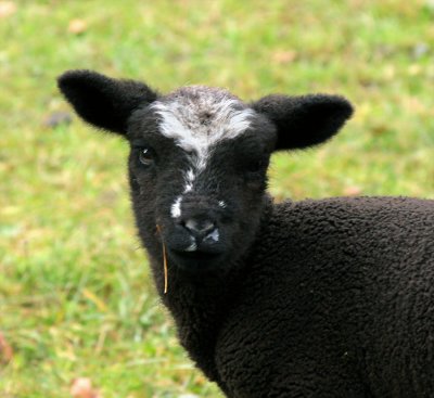 junges Schaf