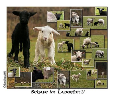 Schafe im Langgetli