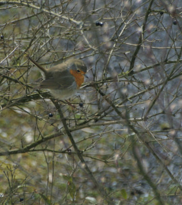 Rotkehlchen / European Robin