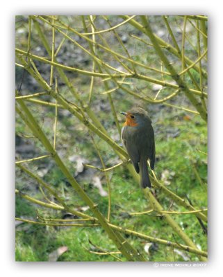 Rotkehlchen / European Robin
