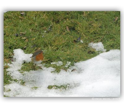Rotkehlchen / European Robin