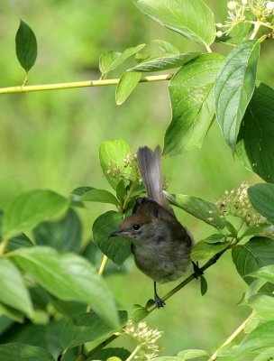 Mnchsgrasmcke/ Eurasian Blackcap