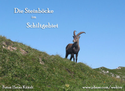 Steinbock