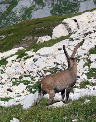 Steinbock