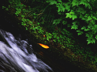 By the creek