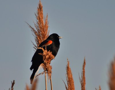 red-winged blackbird 6489.jpg