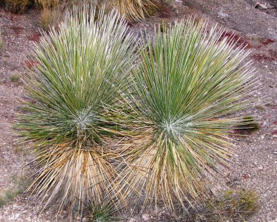 twin cactus plants 2006_1021Image0091.jpg