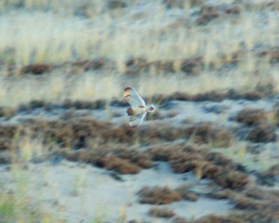 short-eared owl 2006_1118Image0030.jpg