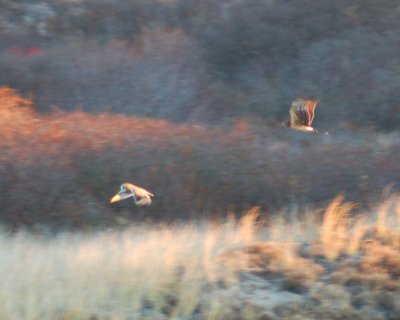 short-eared owl  and harrier 2006_1118Image0037.jpg