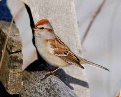 tree sparrow Image0019.jpg