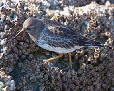 purple sandpiper Image0068.jpg