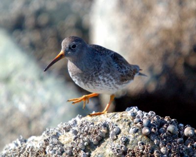 purple sandpiper Image0065.jpg