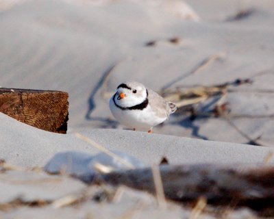 piping plover 2007_0401Image0020.jpg