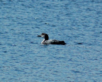 common loon.jpg