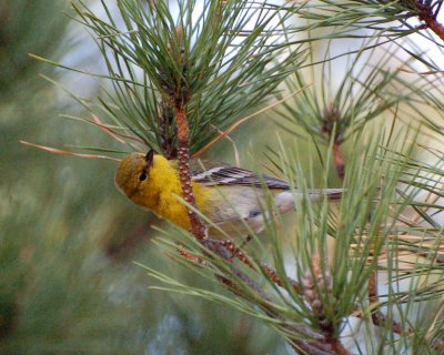 pine warbler 2.jpg