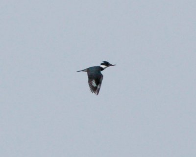 belted kingfisher.jpg