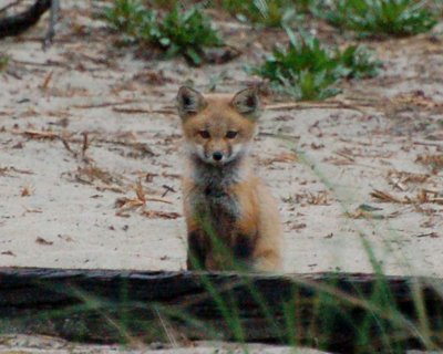 baby red fox 007_0520Image0074.jpg