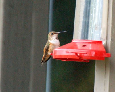 rufous hummingbird 2007_0613Image0014.jpg