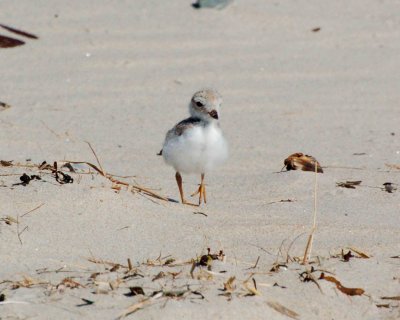piping plover baby.jpg