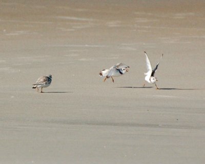 piping plovers 2007_0714Image0005.jpg