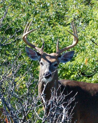 white tail deer 2007_0916Image0040.jpg