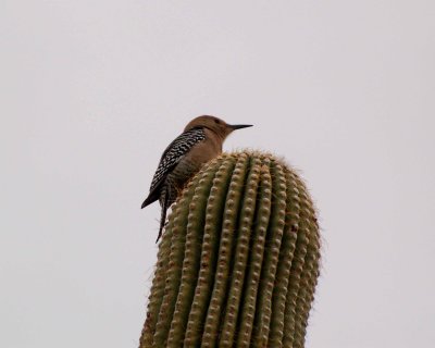 gila woodpecker 2007_1129Image0059.jpg