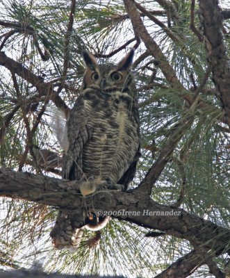 Great Horned Owl Boca Ciega Park