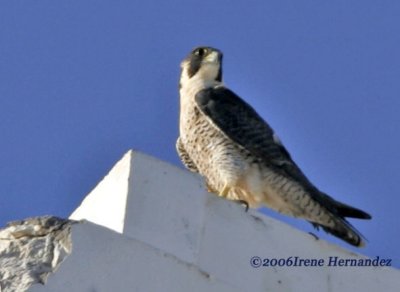 falcons