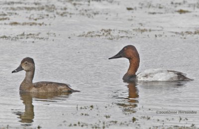 Canvasback/Ring-Necked Duck  Mid Pinellas