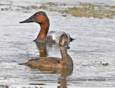 Canvasback/Ring-necked Duck Mid Pinellas