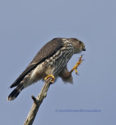 Merlin Scratch