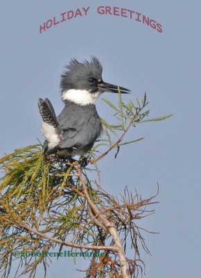 Belted Kingfisher1201