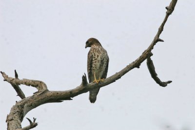 Juvenile Red-shouldered Hawk