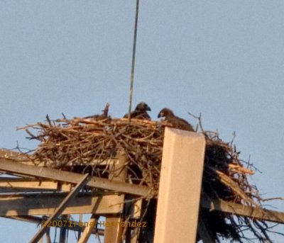 Mar. 4  Two Bald Eagle Siblings