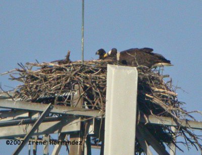 Mar. 7 Look for the Adult Surrounded by Two Chicks
