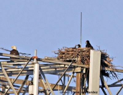 Mar. 9 Youngsters in the Nest, Parent Nearby