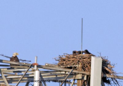 Mar. 9 Could the Chicks be Pulling Prey Apart from Opposite Sides? What do you think?