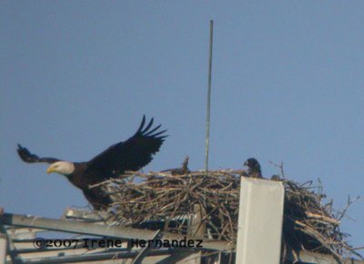 Murray Tower Eagles