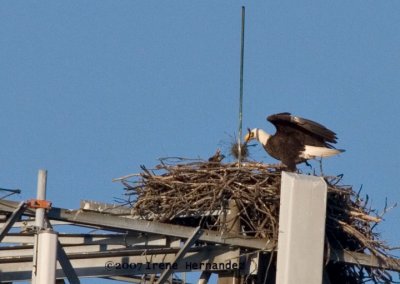  Mar. 12 Parent Works on the Nest While Junior Watches