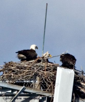  Mar. 21 Parents and Fast-growing Eaglet