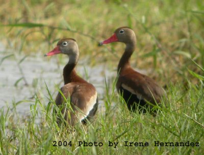 Comparison with Black-bellied Whistling- Duck