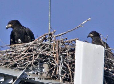  Apr. 2 Curious Looks from the Nest