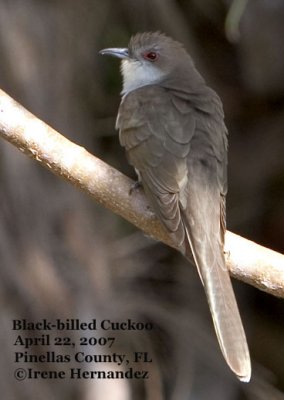 Black-billed Cuckoo Pinellas County, FL