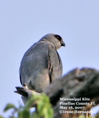 Mississippi Kite