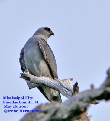 Mississippi Kite in Largo
