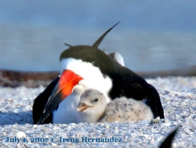 Black Skimmer and Chick, Indian Shores Beach
