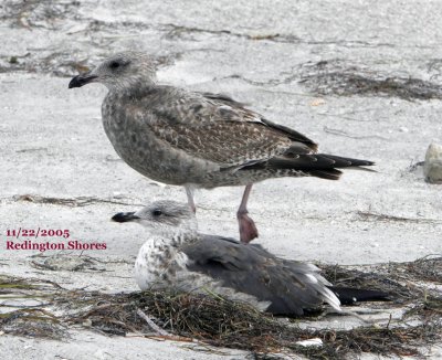 Lesser Black-backed Gull and Herring Gull
