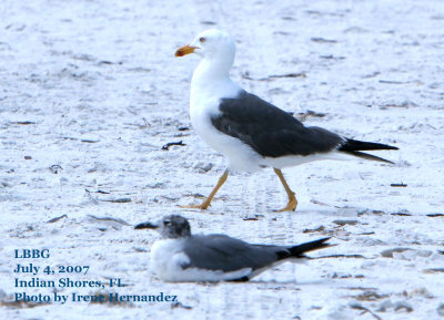 Independence Day Lesser Black-backed Gull