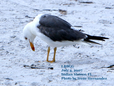 Adult Lesser Black-backed Gull at Indian Shores Beach