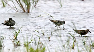 Curlew and Stilt Sandpipers